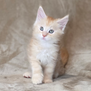 Gizmo