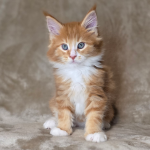 Luca